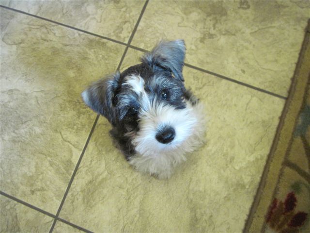 Salt & Pepper Miniature Schnauzer