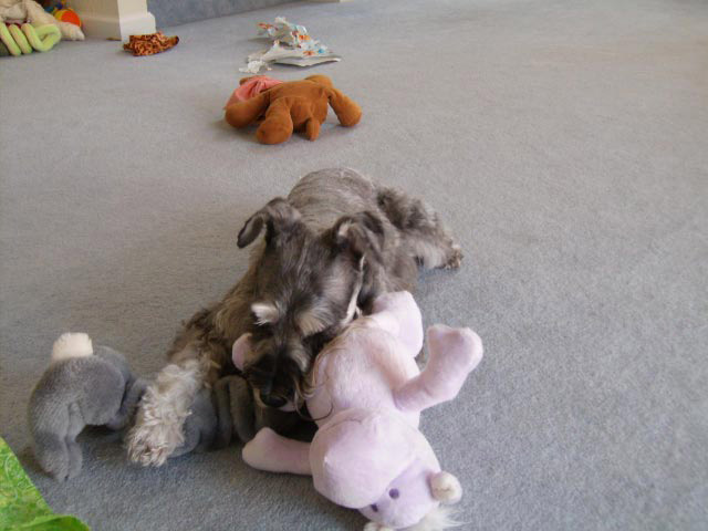 Miniature Schnauzer - Adult - Salt & Pepper withStuffed Animal