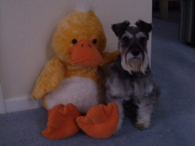 Miniature Schnauzer - Adult - Salt & Pepper with Stuffed Duck