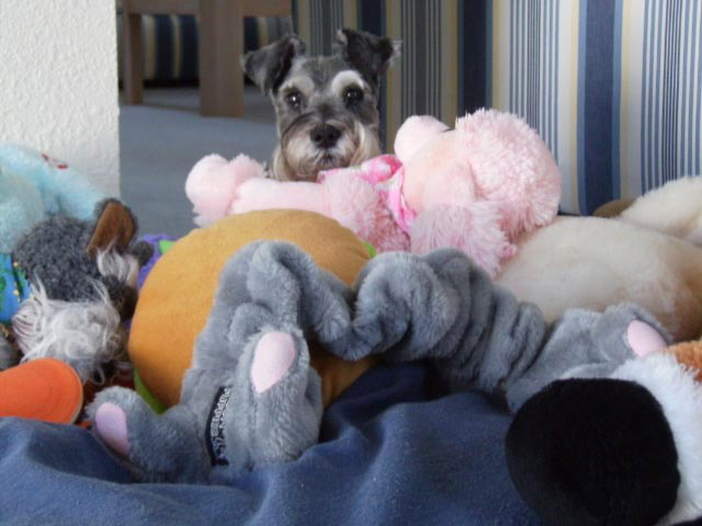 Miniature Schnauzer - Adult - Salt & Pepper with Stuffed Animals