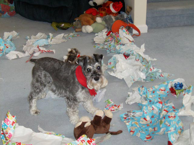 Miniature Schnauzer - 