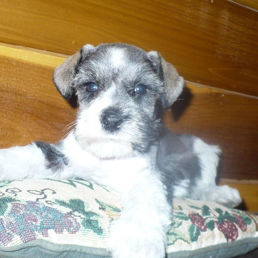 Miniature Schnauzer - 