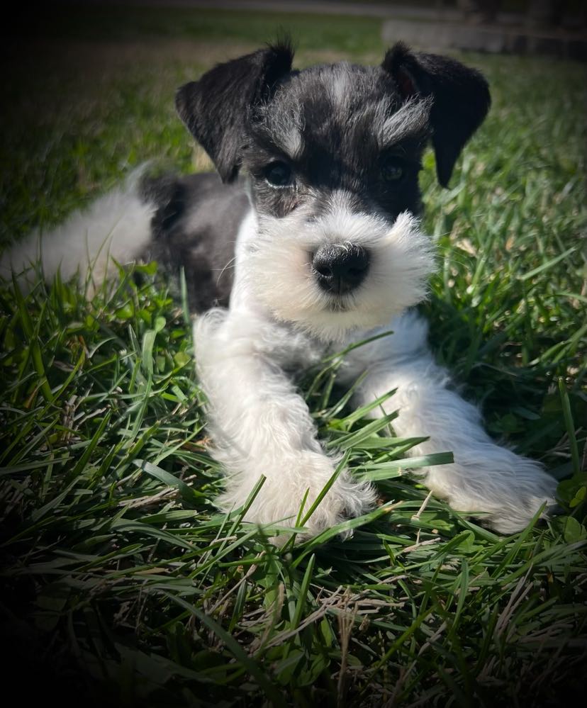 Miniature Schnauzer - 