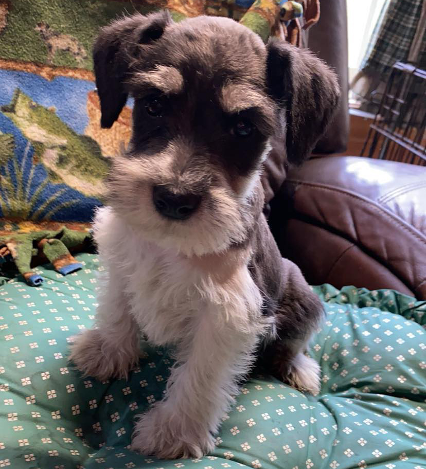 Miniature Schnauzer - 