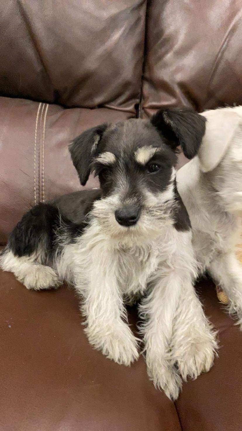 Miniature Schnauzer - 