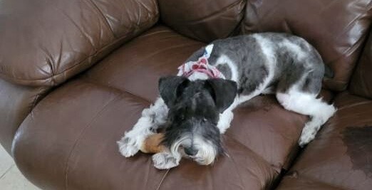 Miniature Schnauzer - 