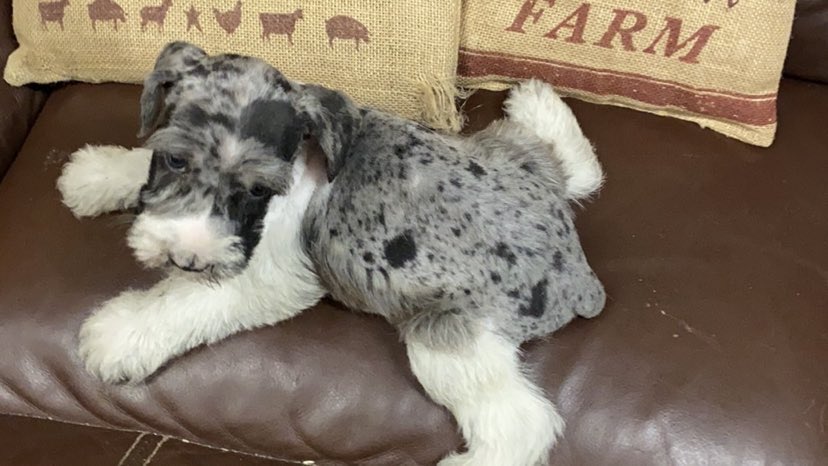 Miniature Schnauzer - 