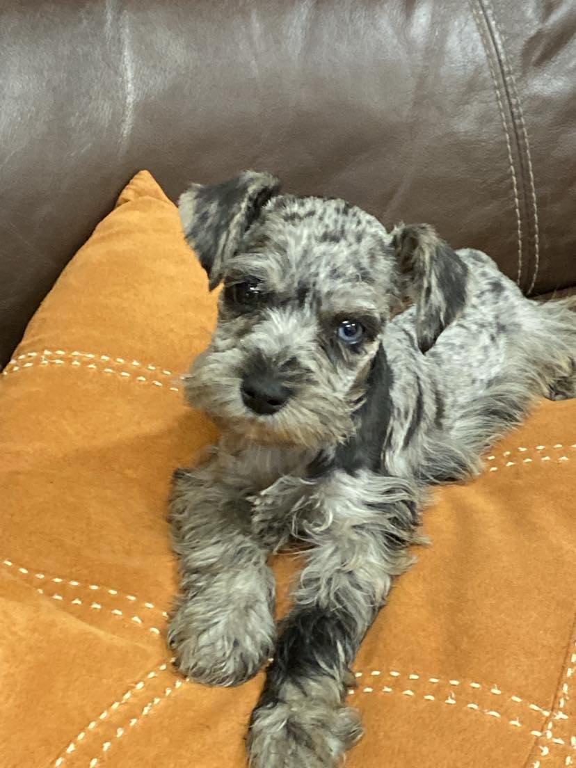 Miniature Schnauzer - 
