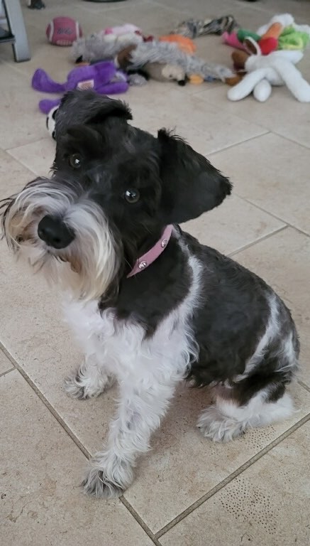 Miniature Schnauzer - 