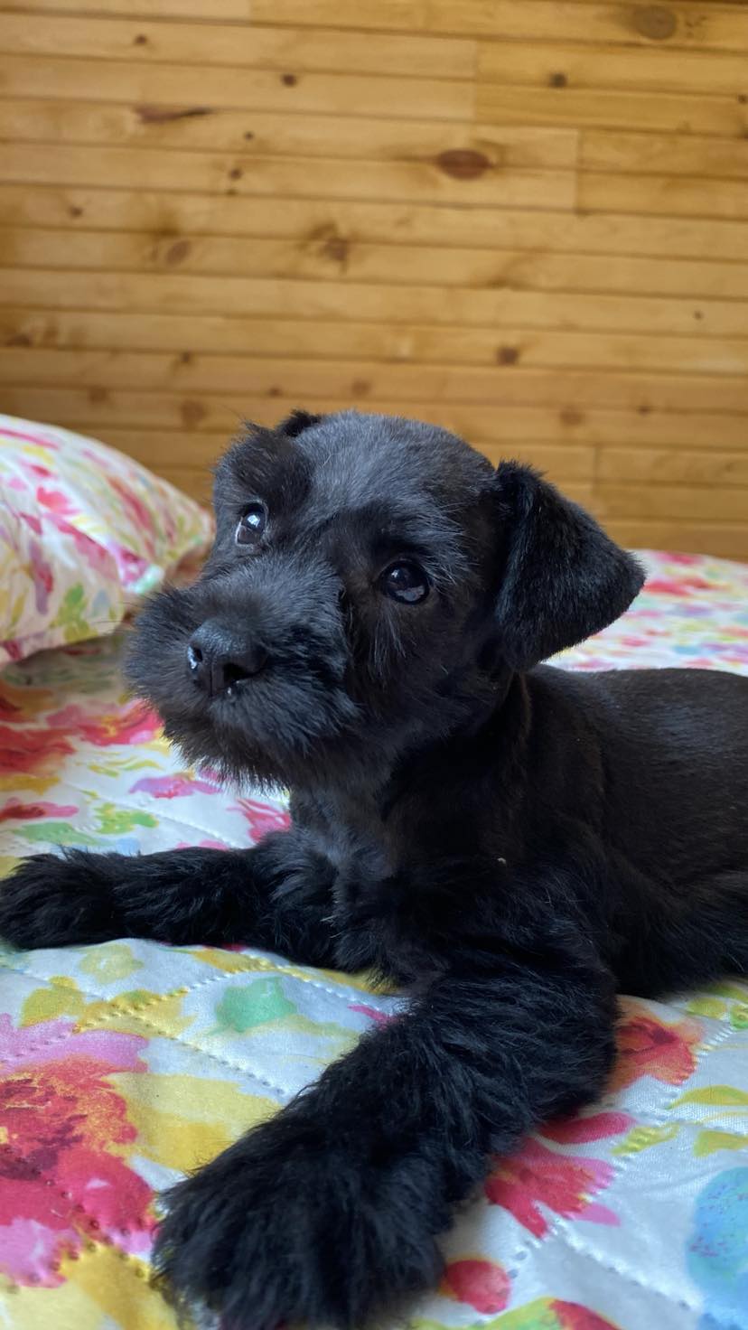 Miniature Schnauzer - 