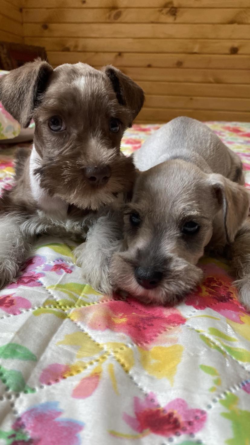 Miniature Schnauzer - 