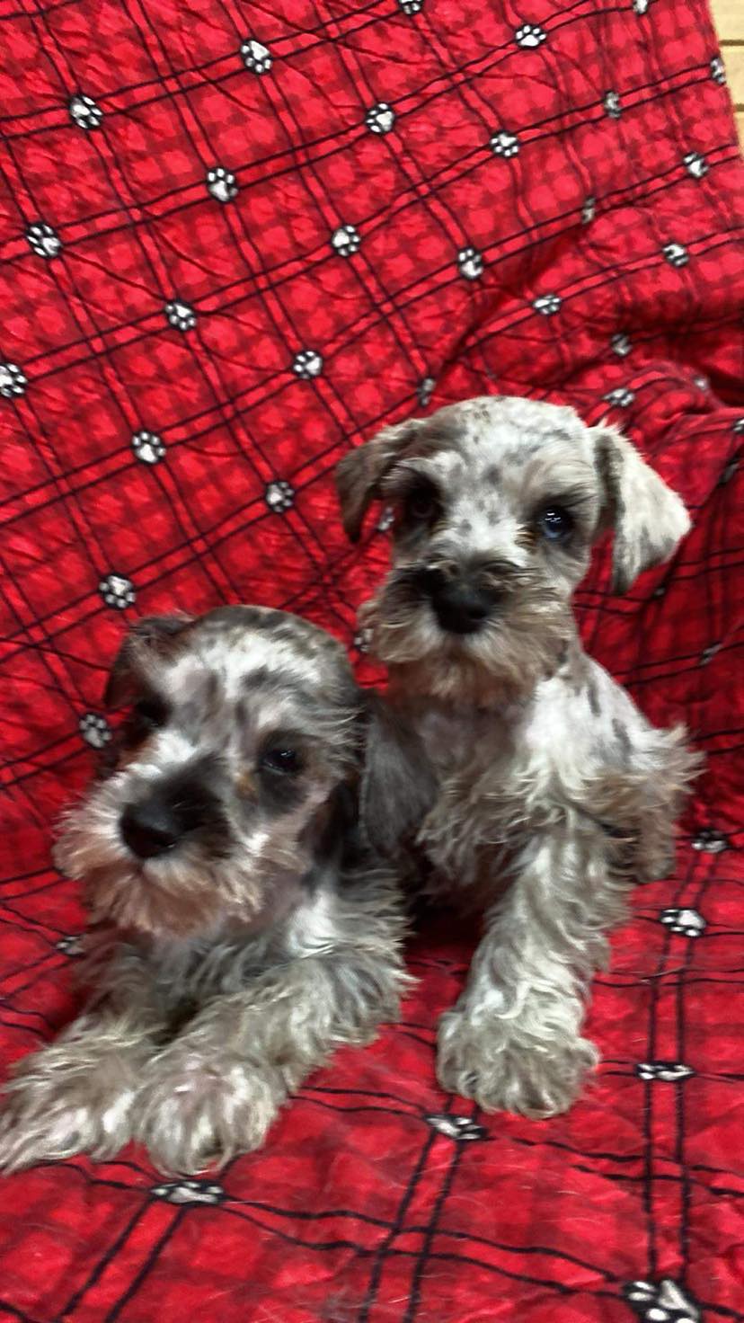 Miniature Schnauzer - 