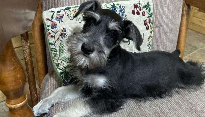 Miniature Schnauzer - 