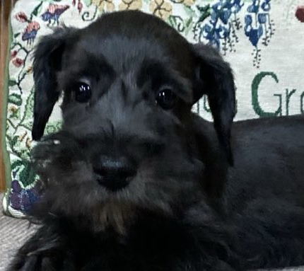 Miniature Schnauzer - 