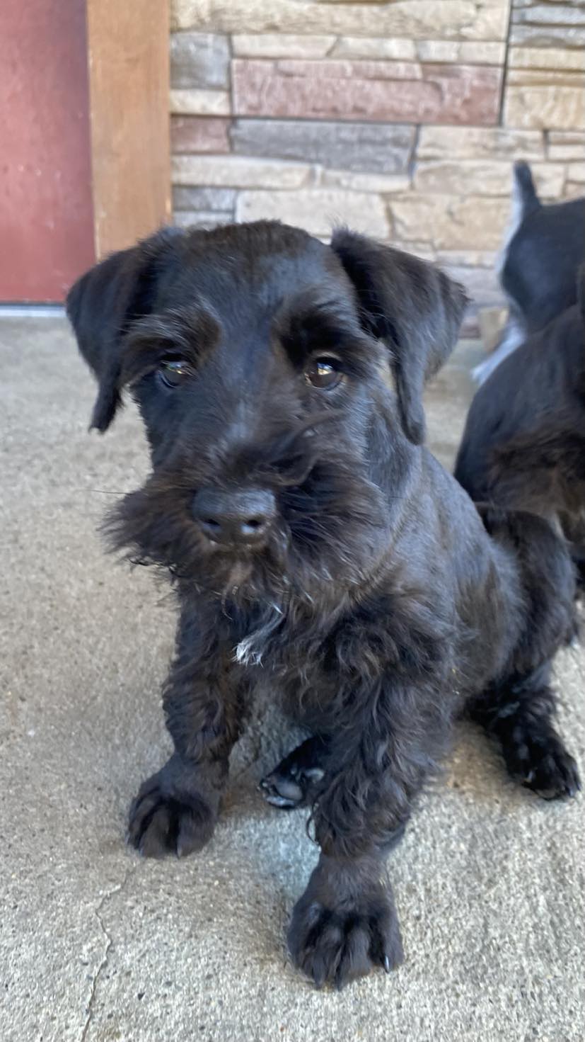 Miniature Schnauzer - 