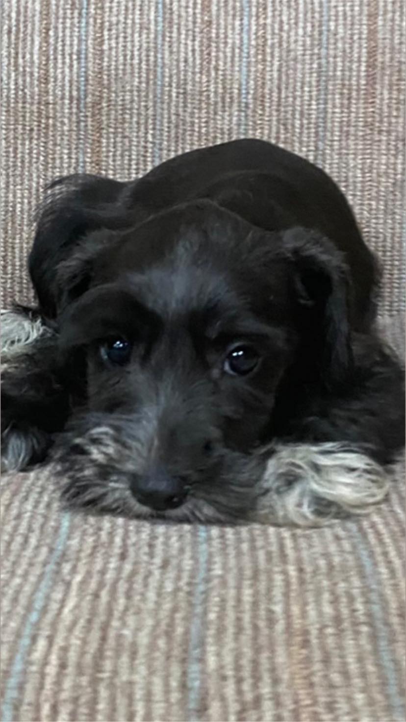 Miniature Schnauzer - 