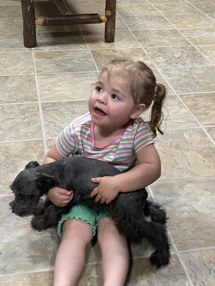 Miniature Schnauzer - 