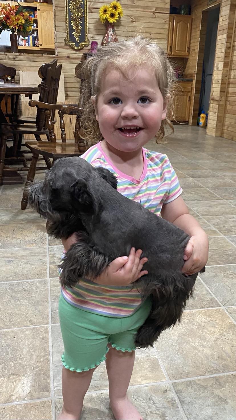 Miniature Schnauzer - 