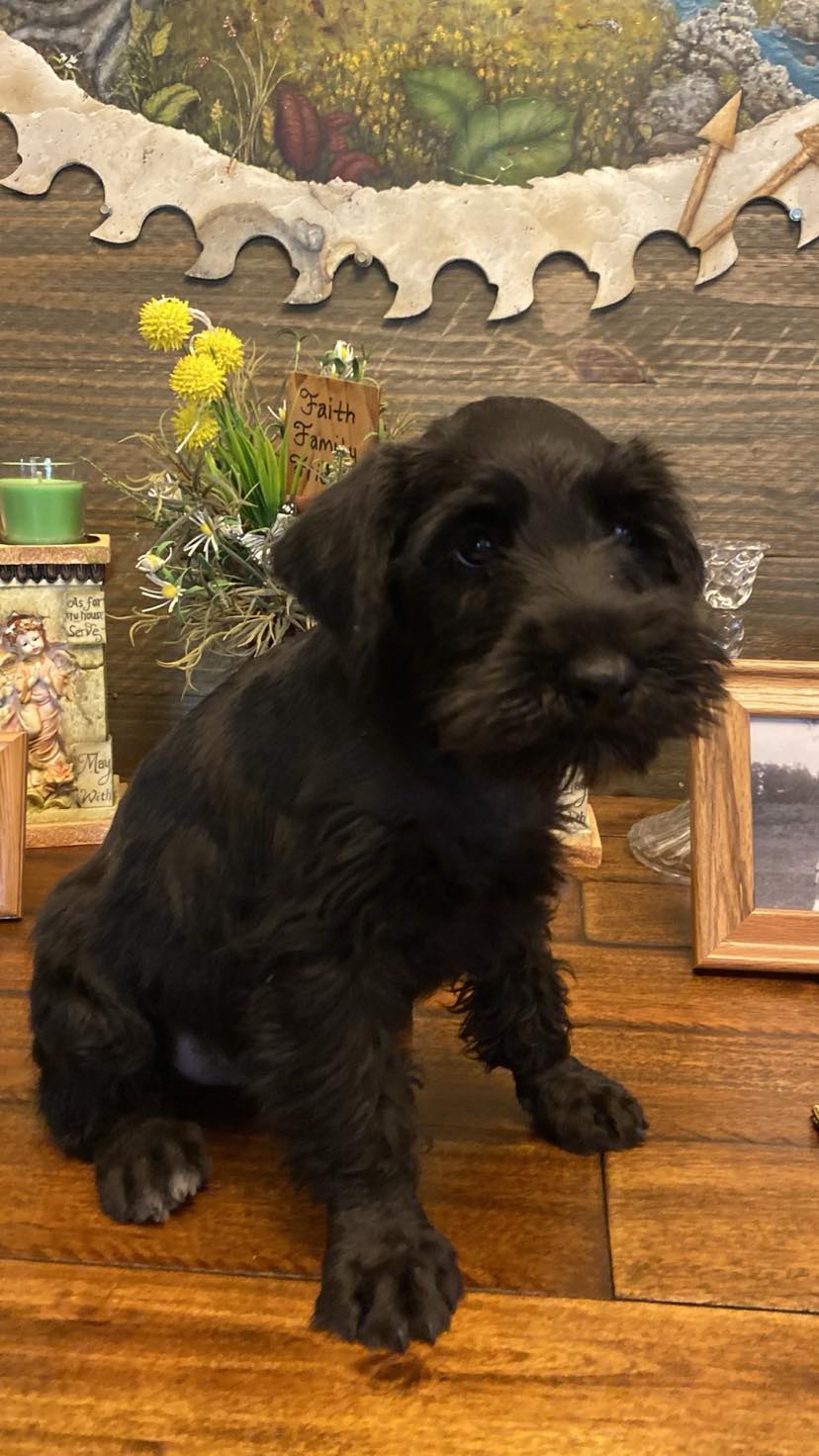 Miniature Schnauzer - 