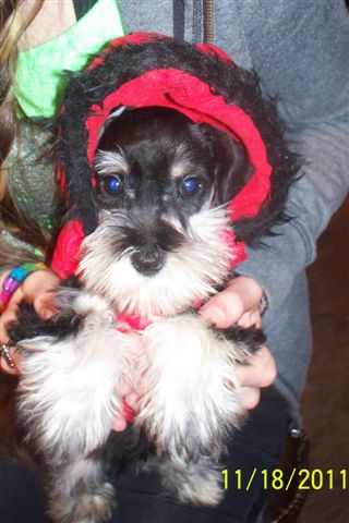 Miniature Schnauzer - 