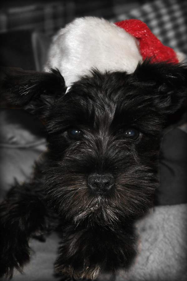 Miniature Schnauzer - 