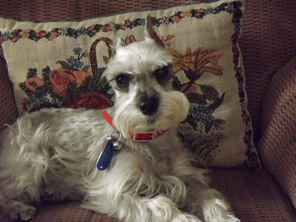 Miniature Schnauzer - 