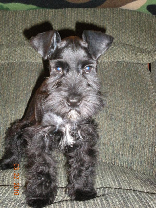Miniature Schnauzer - 