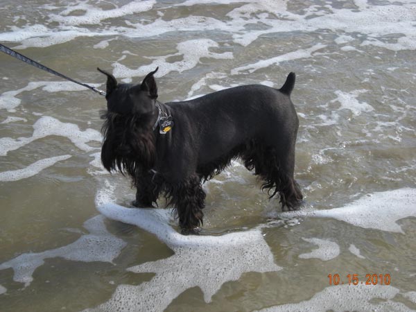 Miniature Schnauzer - 