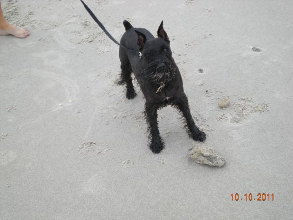 Miniature Schnauzer - 