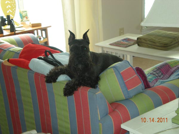Miniature Schnauzer - 