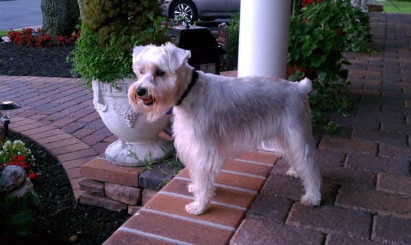 Miniature Schnauzer - 