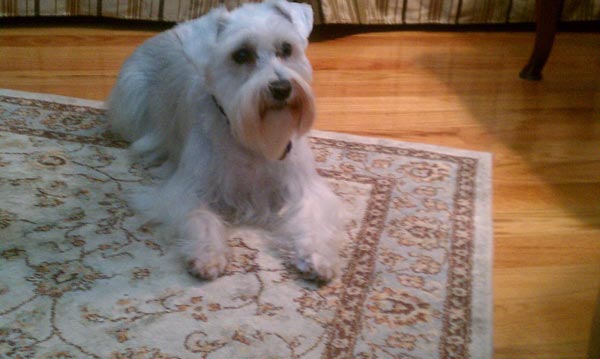 Miniature Schnauzer - 