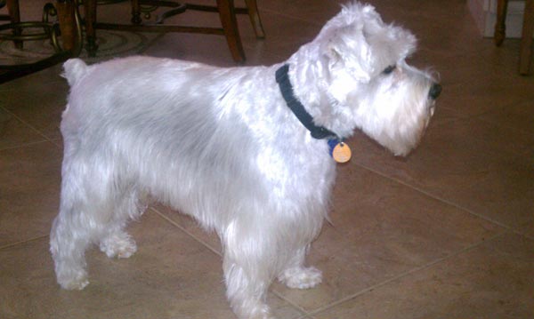 Miniature Schnauzer - 