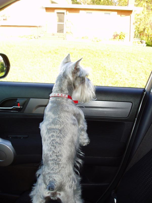 Miniature Schnauzer - 