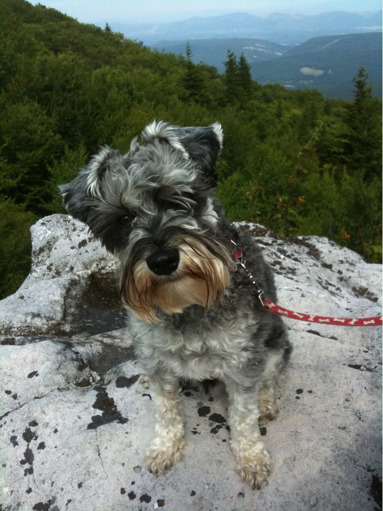 Miniature Schnauzer - 