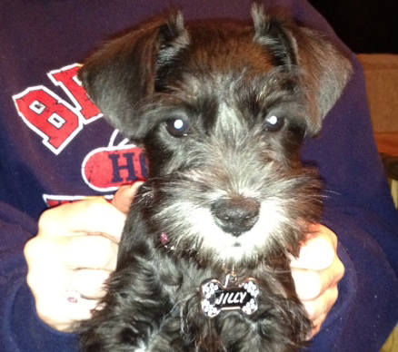 Miniature Schnauzer - 