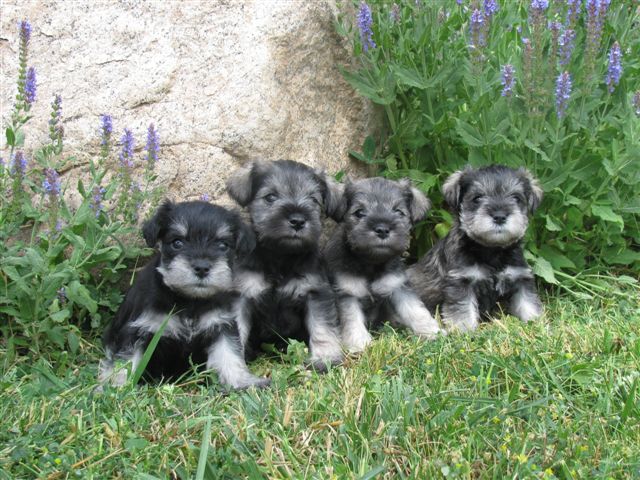 Miniature Schnauzer Puppuies