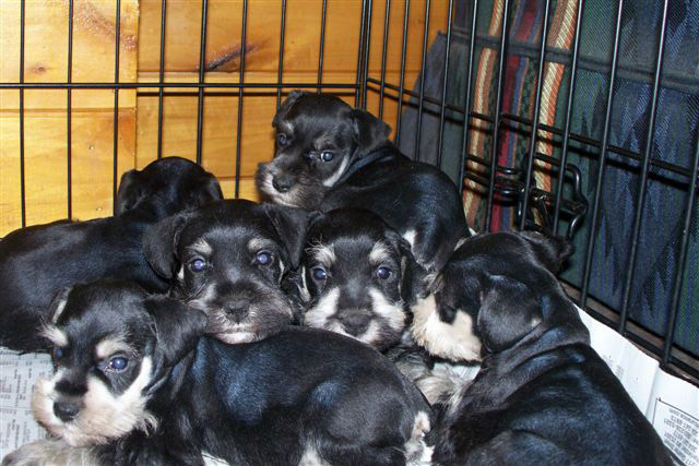 Miniature Schnauzer Puppuies - Black & White 