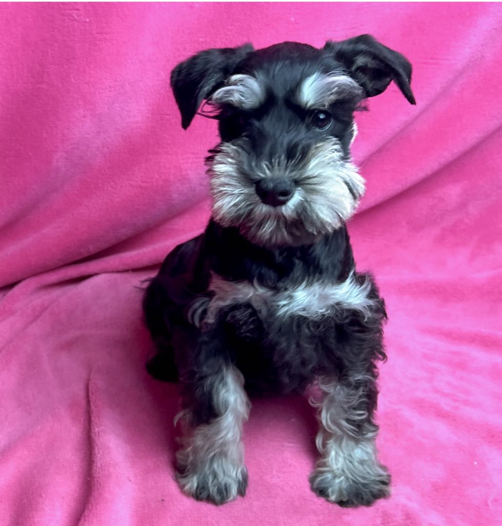 Black & Silver Colored Schnauzer Puppy & Price