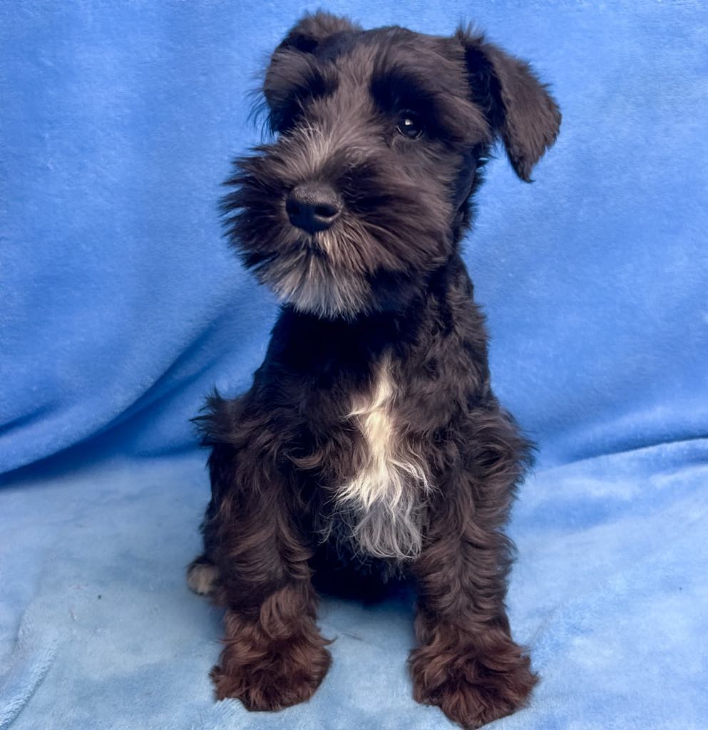 schnauzer bow tie