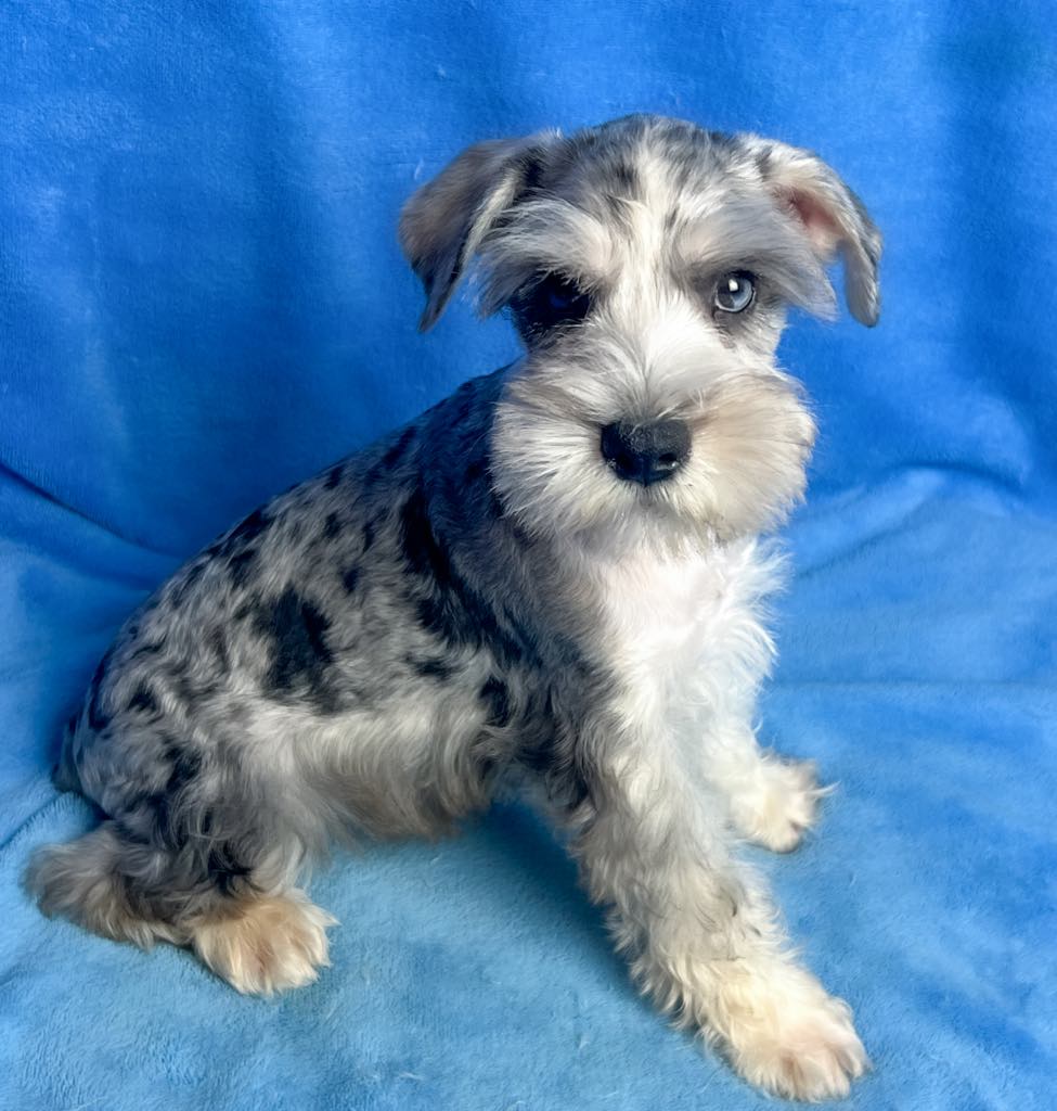 Merle Colored Schnauzer Puppy & Price